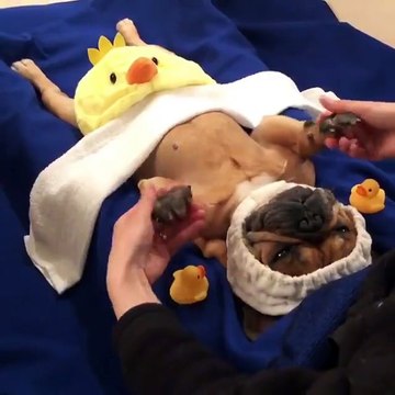 Dog enjoys massage