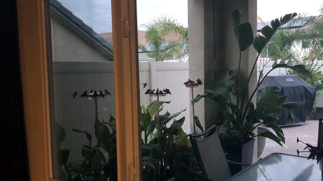 Une trentaine de colibris passent l'hiver sous le porche de ce particulier