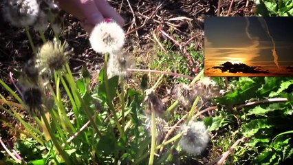 Chemtrails & Geo-Engineering - Die Wahrheit [Teil 2] - Tommys lehrreiche Lehrfilme (Reupload)