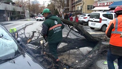 Başkent'te akılalmaz olay... Ağacın devrilme anı saniye saniye böyle görüntülendi