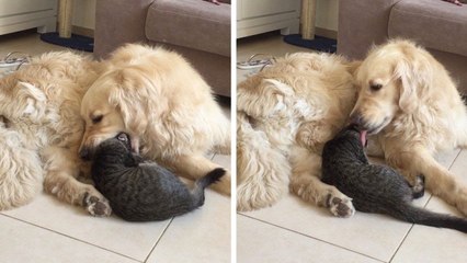 Un chien s'excuse après avoir essayé de manger le chat