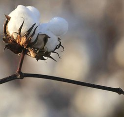 Coton OGM au Burkina : retour sur une expérience ratée