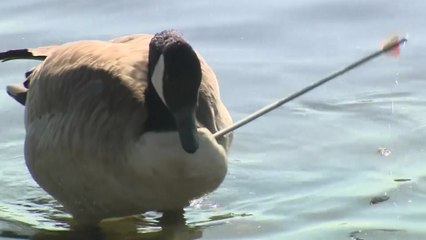 [영상] 美 목에 화살 꽂힌 거위... 못 잡아서 치료 못해 / YTN