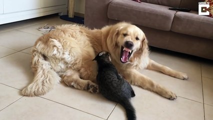 Un chien s'excuse après avoir essayé de manger le chat