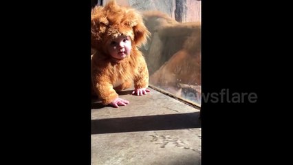 Mali dječak u lavljem kostimu je prišao kavezu, a reakcija lavova će vas totalno iznenaditi!