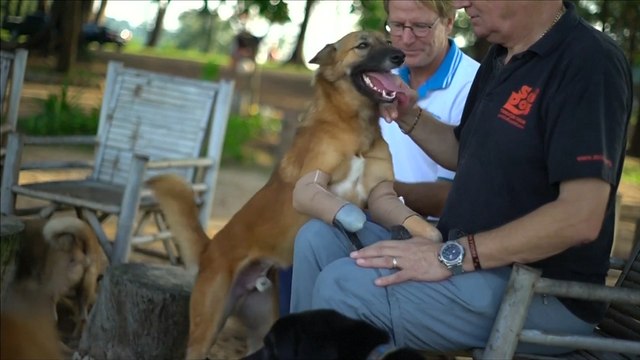 Thai Dog Gets New Lease Of Life Through Prosthetic Limbs