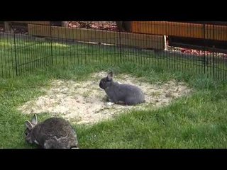 Excitable Bunny Hops Around Garden