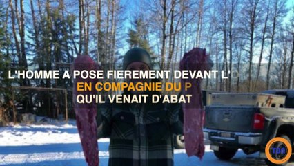 Canada : un animateur télé tue un puma et s'en vante, polémique sur la Toile