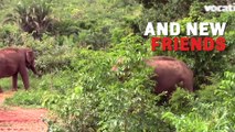 Ramba The Elephant, After Years of Captivity, Finally Has Chance At Sanctuary