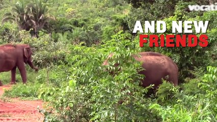 Ramba The Elephant, After Years of Captivity, Finally Has Chance At Sanctuary