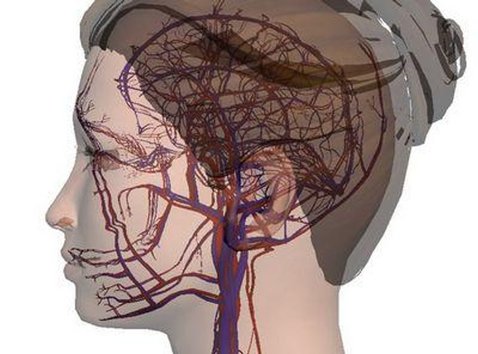 Google Body Browser: viaje pelo corpo humano!