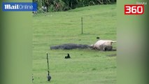 Krokodili gjigand gllaberon lopen si neper filma (360video)