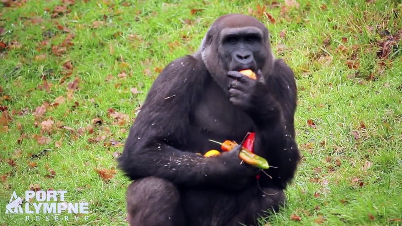 Des grands singes décorent eux-mêmes leur sapin de Noël avec des fruits et des légumes, trop mignon !!!!