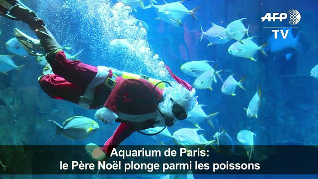 Aquarium de Paris: le Père Noël plonge parmi les poissons