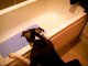 このイヌ極悪すぎるｗｗｗ湯船で犬に突き落とされてパニックになる猫(´･_･`)