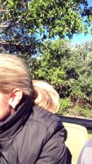 ジュラシックパークかよｗｗｗ野生のキリンに追いかけられた人たちのビデオ。