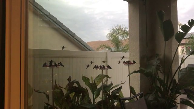 Tout ces colibris passent l'hiver sous le porche de cet homme... Oiseaux magnifiques