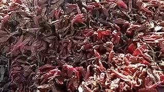 Funny Video: Why You Should Always Wash Your Chili Peppers Before Eating!