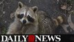 Baby girl dragged out of bed and attacked by raccoon
