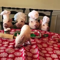 Piglets in the Kitchen