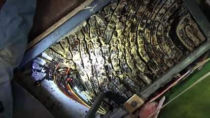 Bees in the closet of a fifth wheel camper