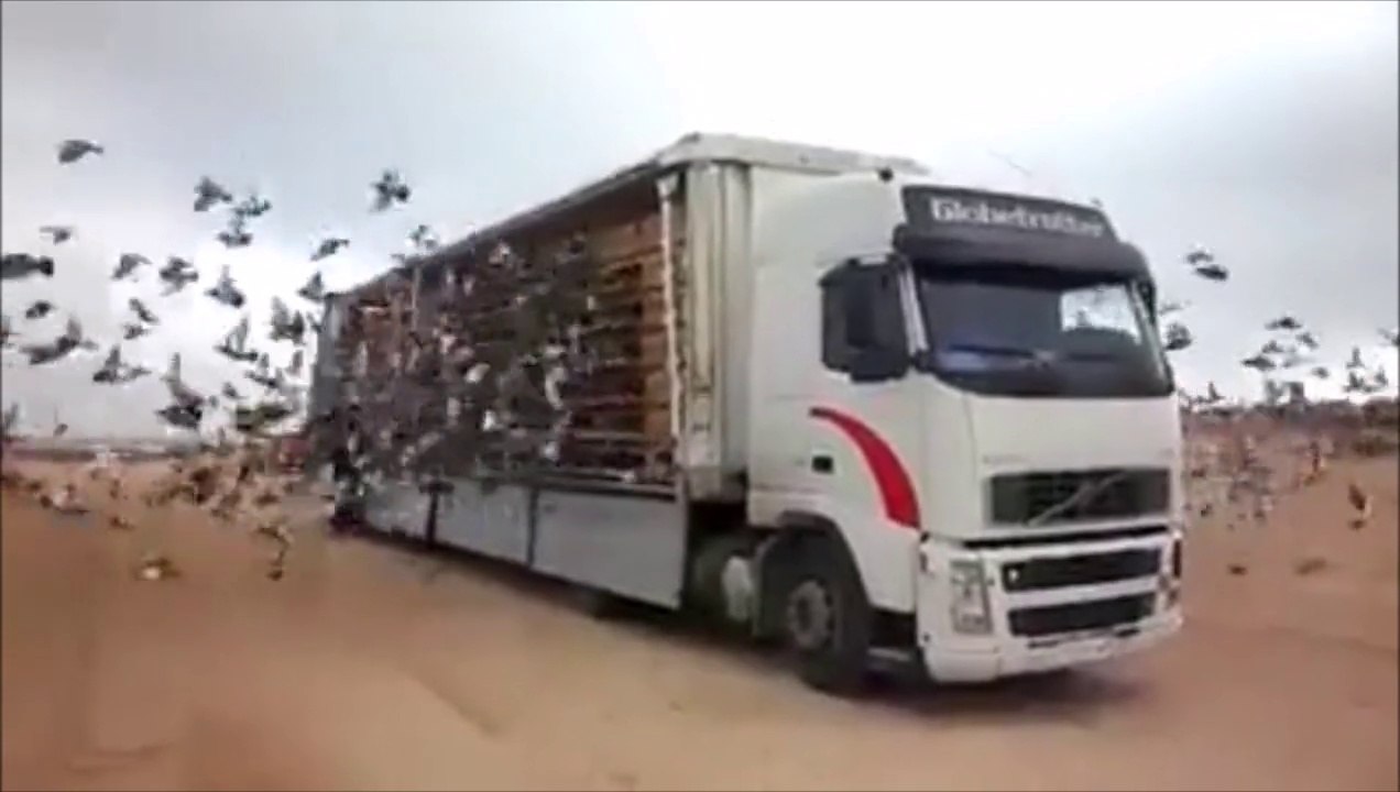 Ce lâché de pigeons voyageurs pendant un concours est juste INCROYABLE