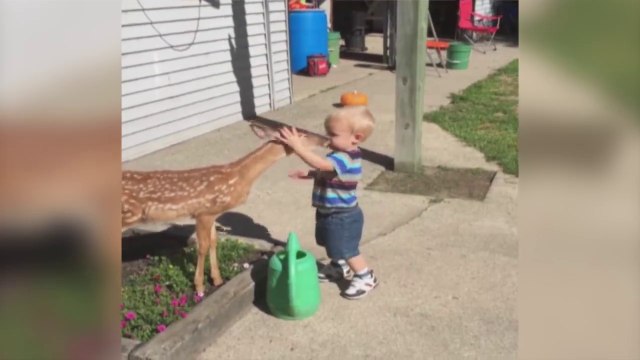 Ce faon fait la toilette de bébé... Aller on lave les oreilles