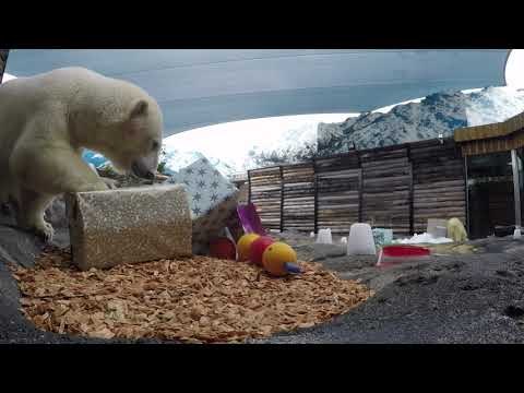 Polar Bear and Cub Enjoy Gifts Ahead of Christmas