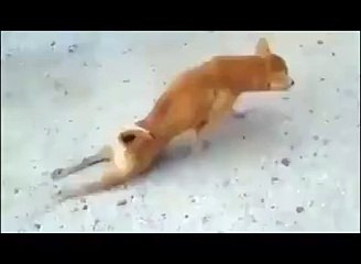 perro se arrastra y luego camina