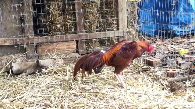 Pumpkin Brazilian Thai rooster, white legs