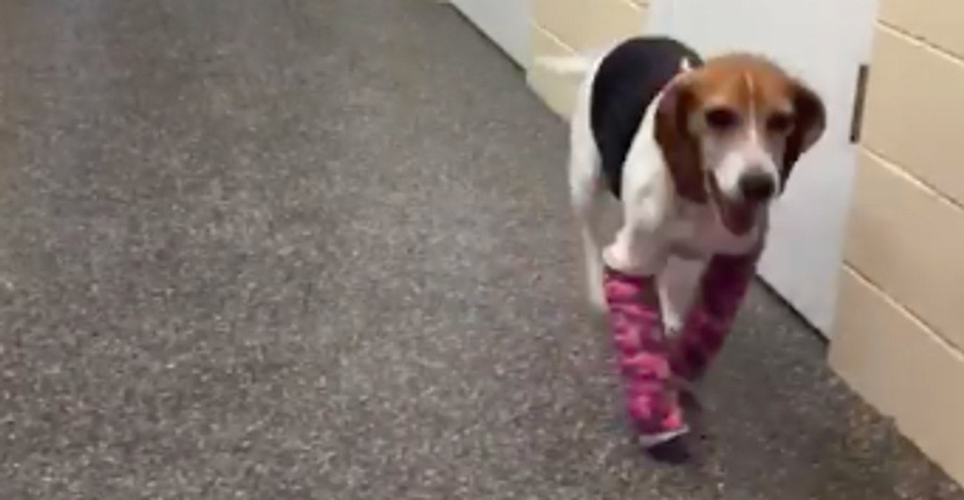 Ohio Beagle Learns to Run on Leg Splints and it's Too Cute