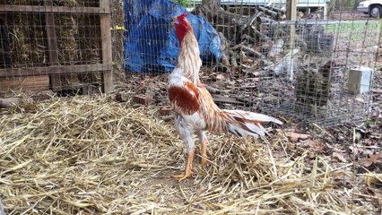 Pyle splash Thai rooster