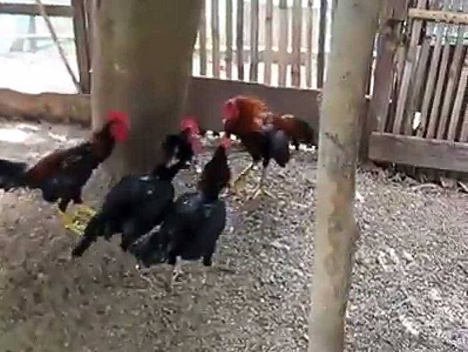 cock fight