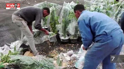 جمارك دمياط تحبط محاولة تهريب 240 كيلو تبغ إلى فلسطين