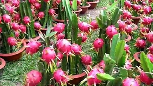  Cara  Menanam  Buah  Naga  Di  POT  Agar  Cepat  Bertunas Dan 
