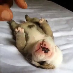 Phòng khám đa khoa Đại Đông - cute dogs #2