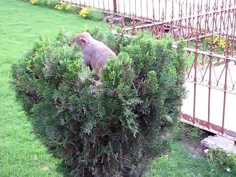 Agra Fort | Best Monuments in India