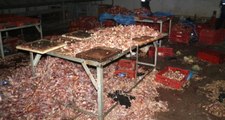 Adana'da İğrenç Görüntü! 3 Ton Kaçak Kesilmiş Tavuk Ele Geçirildi