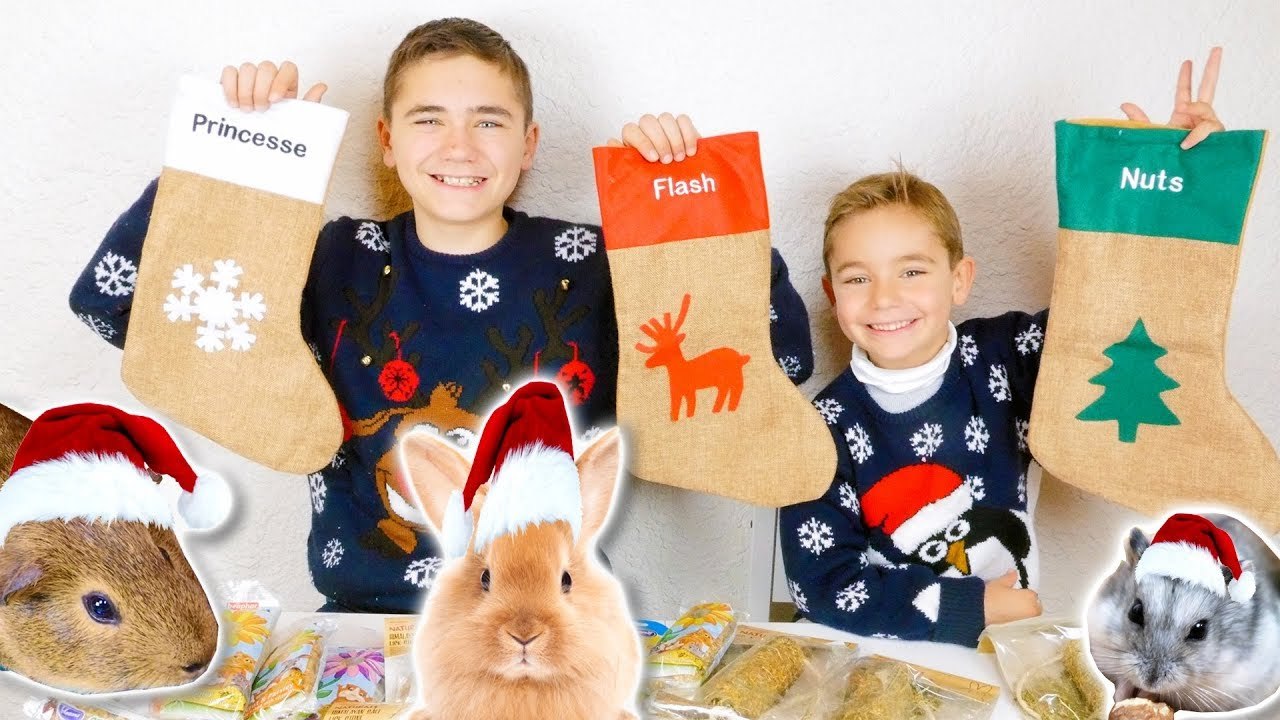 On prépare le Noël de nos Animaux !