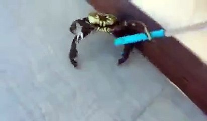 the crab attacked the cook with knife