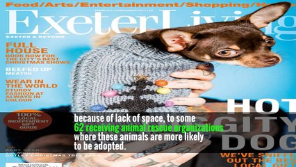 Flying Abandoned Animals to Safer Havens