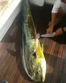 Regardez ce que ce poisson a dans le ventre... Incroyable