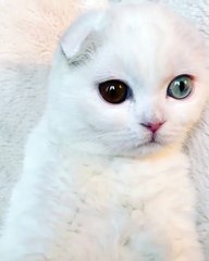 Les yeux de ce chat sont merveilleux...