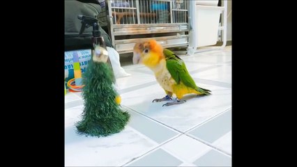 Quand ta perruche se prend pour un sapin de noel dansant... Adorable