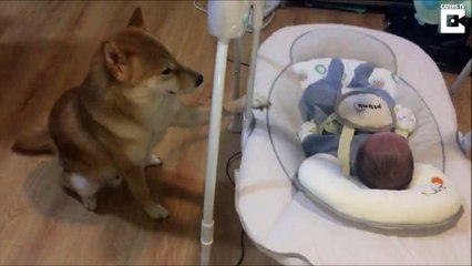 La vidéo mignonne d'un Shiba qui berce un bébé