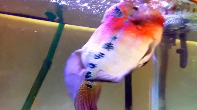 Il essaie de caresser son gros poisson rouge mais lui veut lui bouffer la main