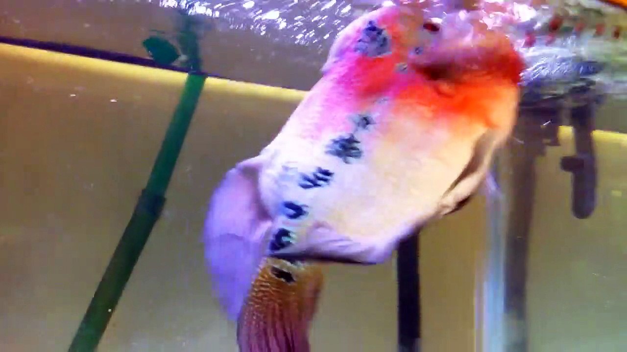 Il essaie de caresser son gros poisson rouge mais lui veut lui bouffer la main