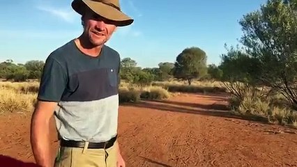 Kangourou dans un bonnet de Père Noël