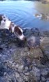 Gator Grabs Dog.......DOG FIGHTS BACK AND GETS THE WIN