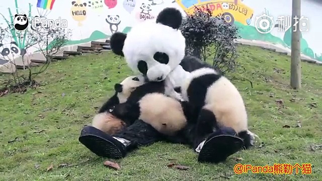 Keeper Wears Panda Costume to interact with Panda Cubs to Protect them from Human attachment